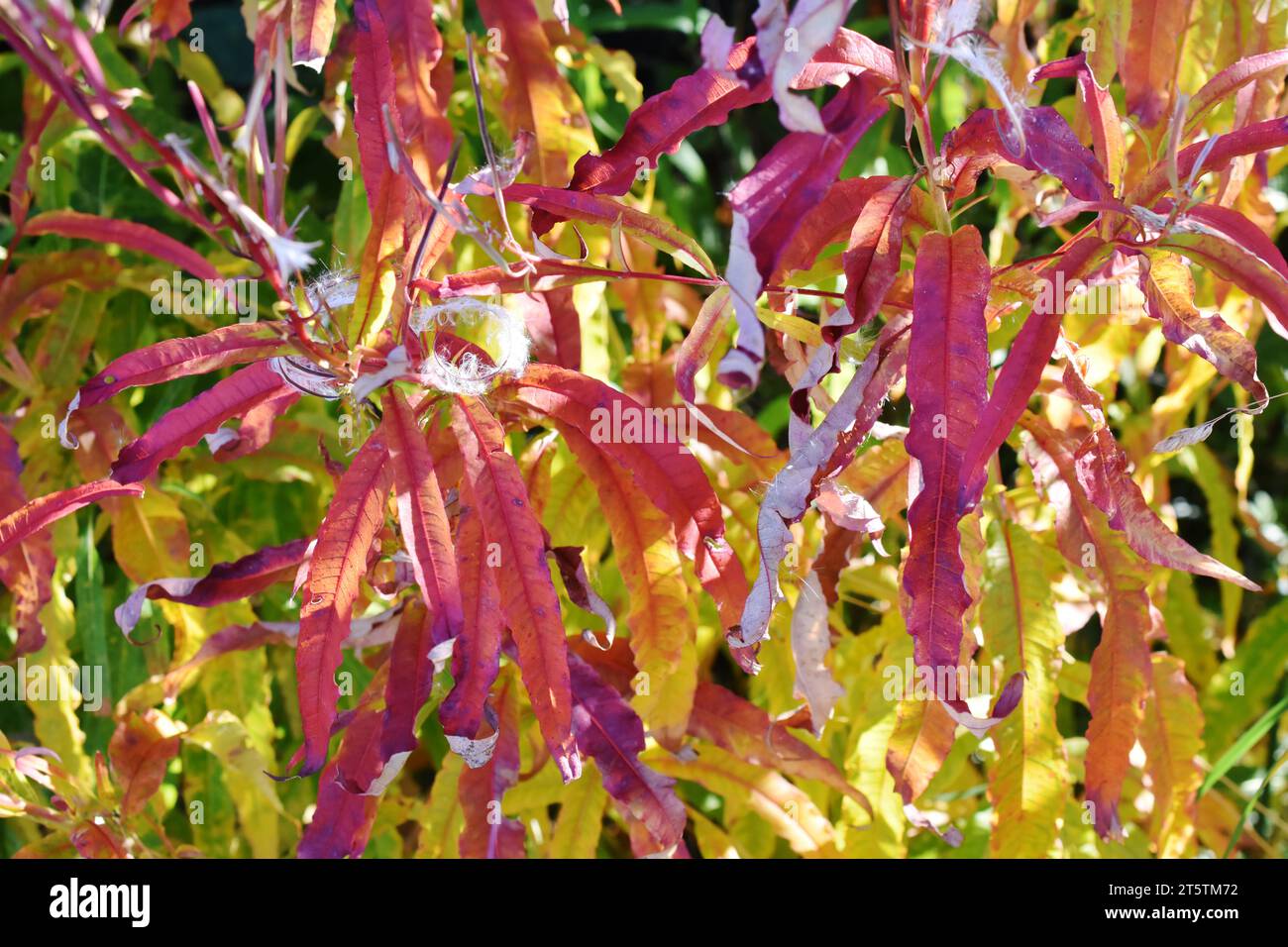 Rosebay willowherb Chamerion angustifolium autumn colored leaves Stock Photo