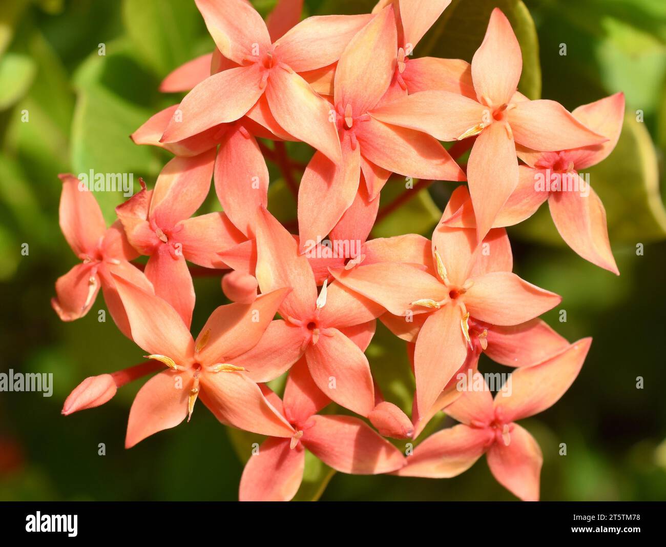 Jungle geranium Ixora coccinea closeup on orange coloured flowers Stock Photo