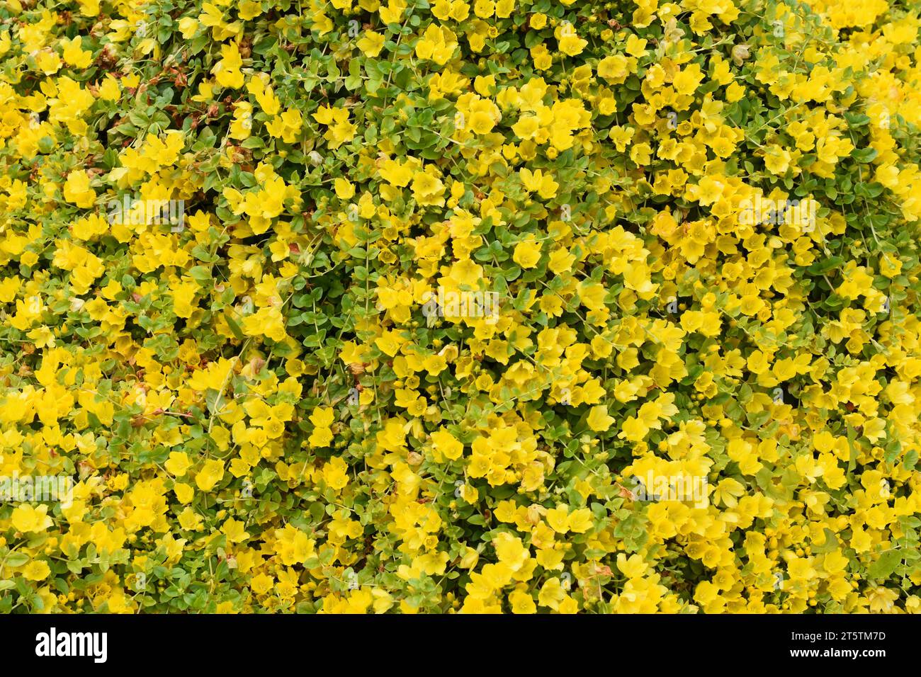 Golden Creeping Jenny Lysimachia nummularia yellow flowers cover plant Stock Photo