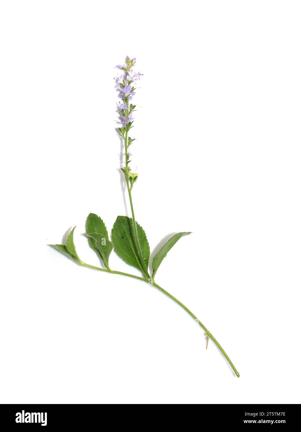Closeup on common speedwell Veronica officinalis on white background Stock Photo