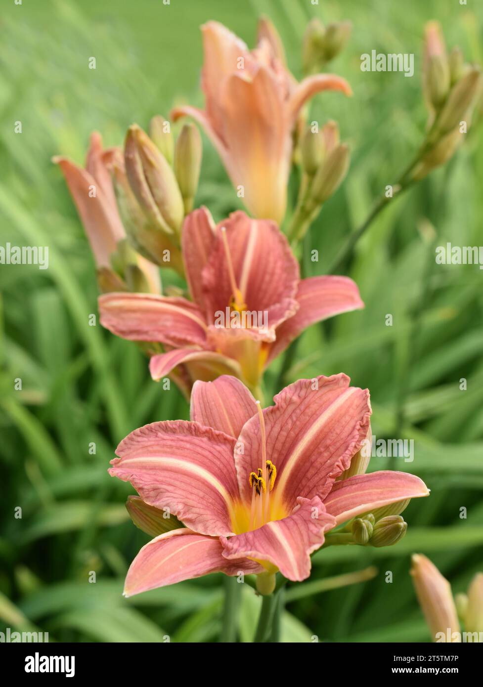 Pink striped lilies flowering in a garden Stock Photo