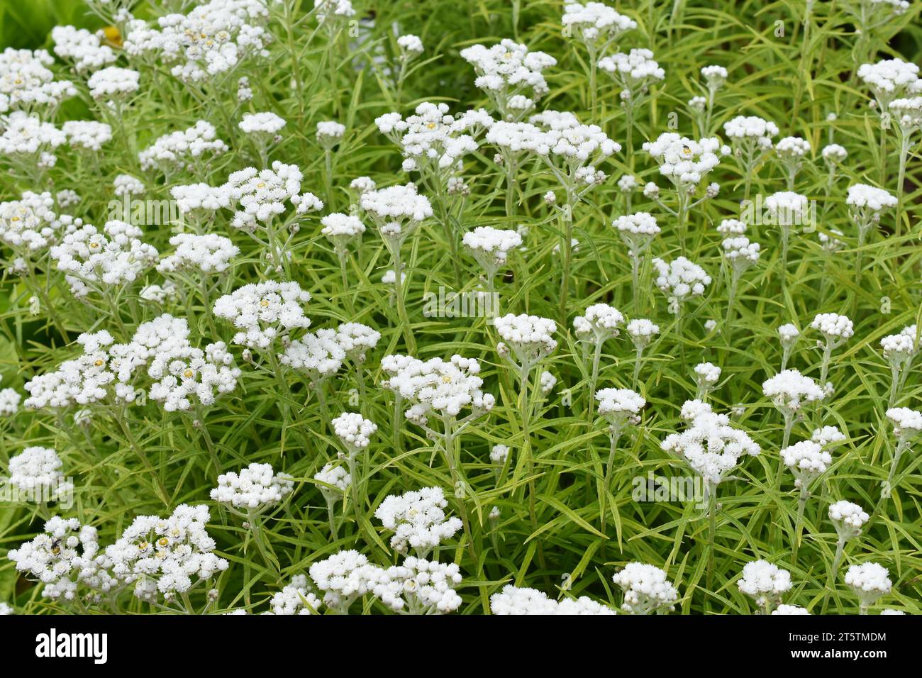 western pearly everlasting Anaphalis margaritacea flowering in a field Stock Photo