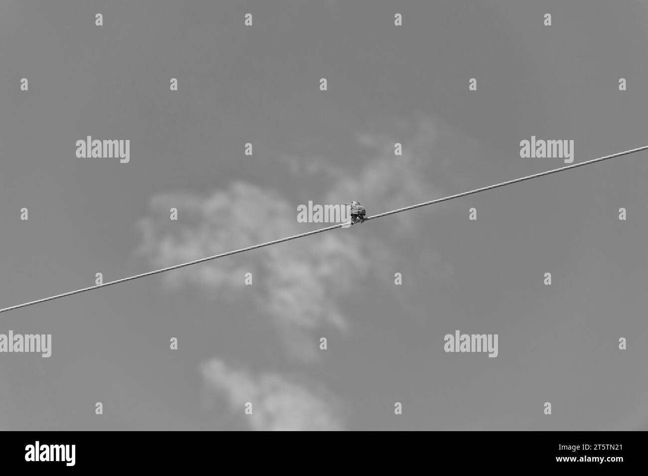woodpecker bird in wildlife. woodpecker bird with feather. flicker