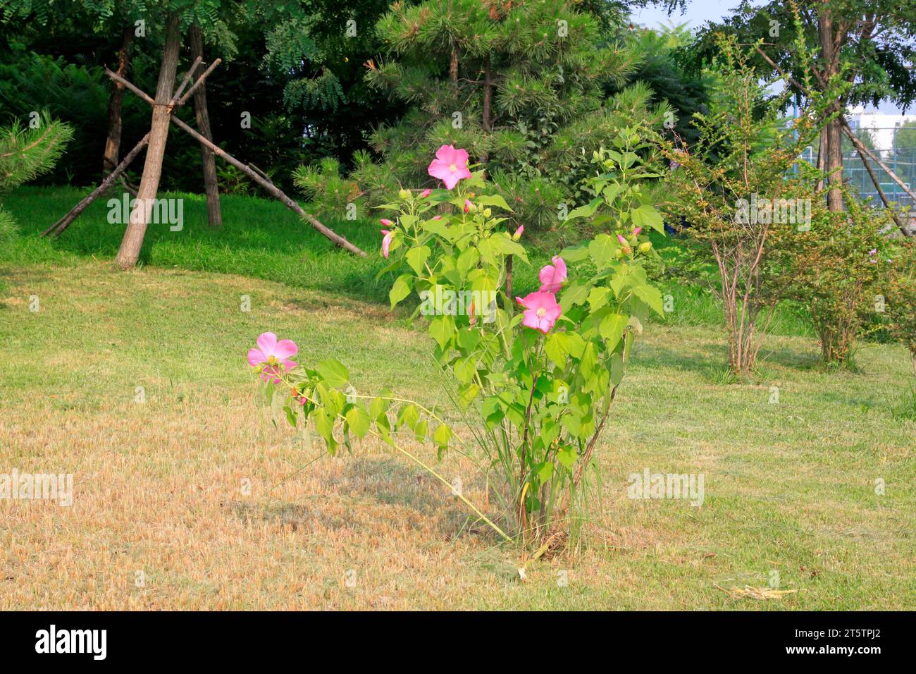 Hibiscus mutabilis in a park Stock Photo