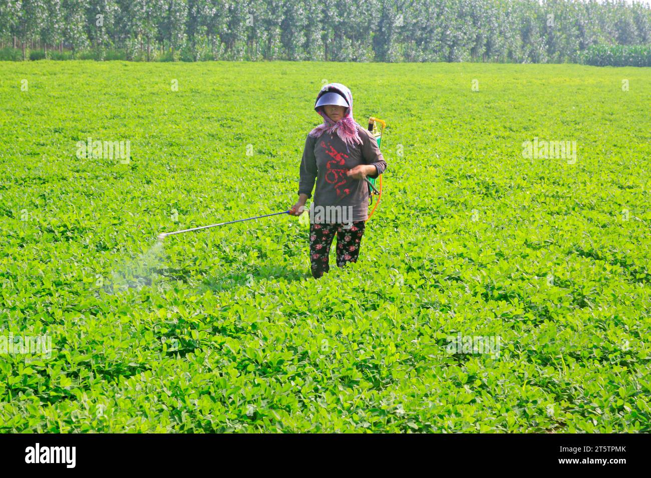 farmer in the spraying foliar fertilizer Stock Photo Alamy