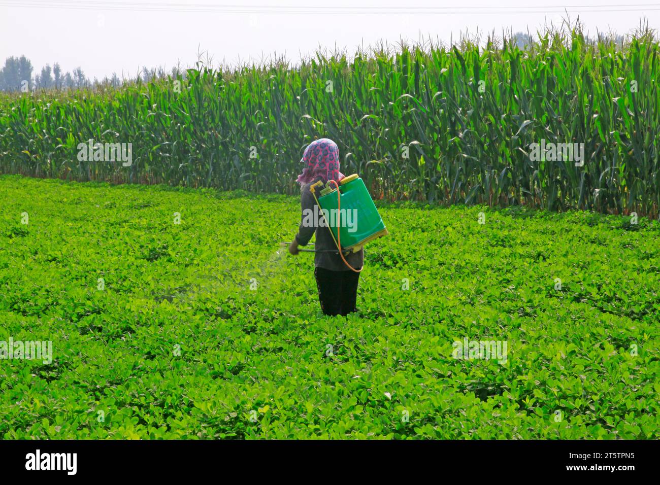 farmer in the spraying foliar fertilizer Stock Photo Alamy