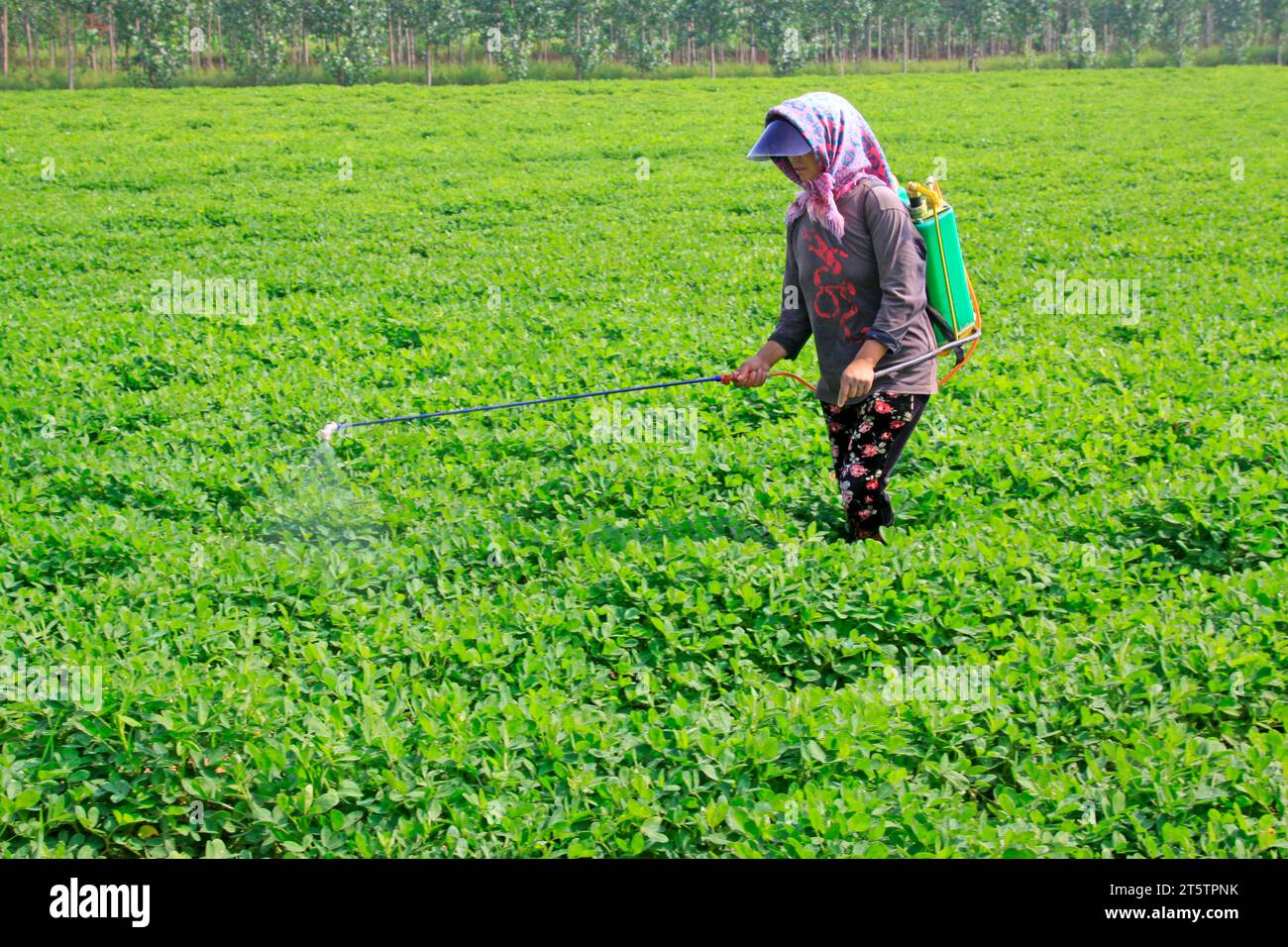 farmer in the spraying foliar fertilizer Stock Photo Alamy