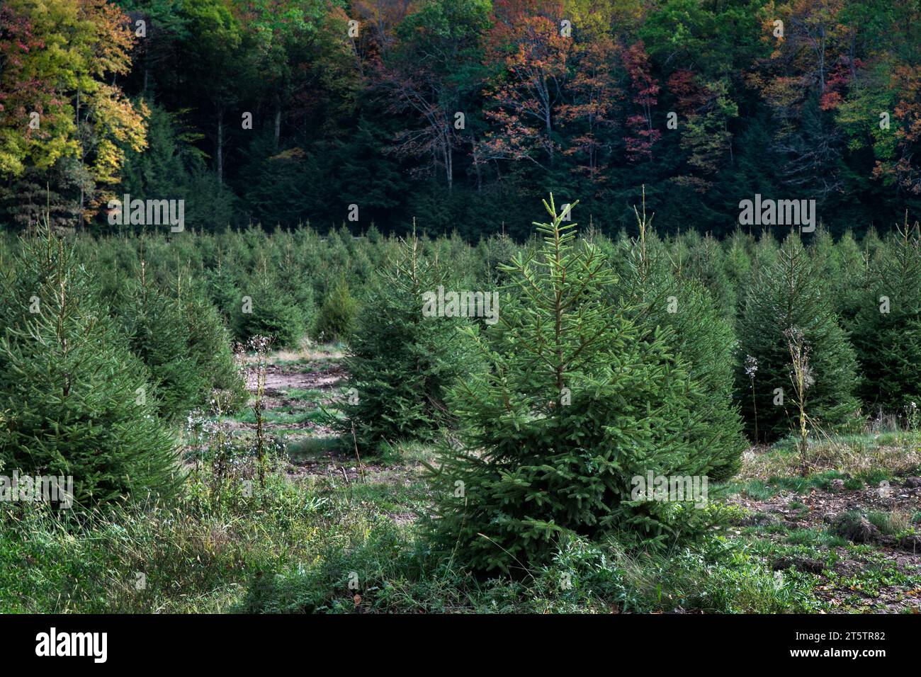 Christmas tree farm. Stock Photo