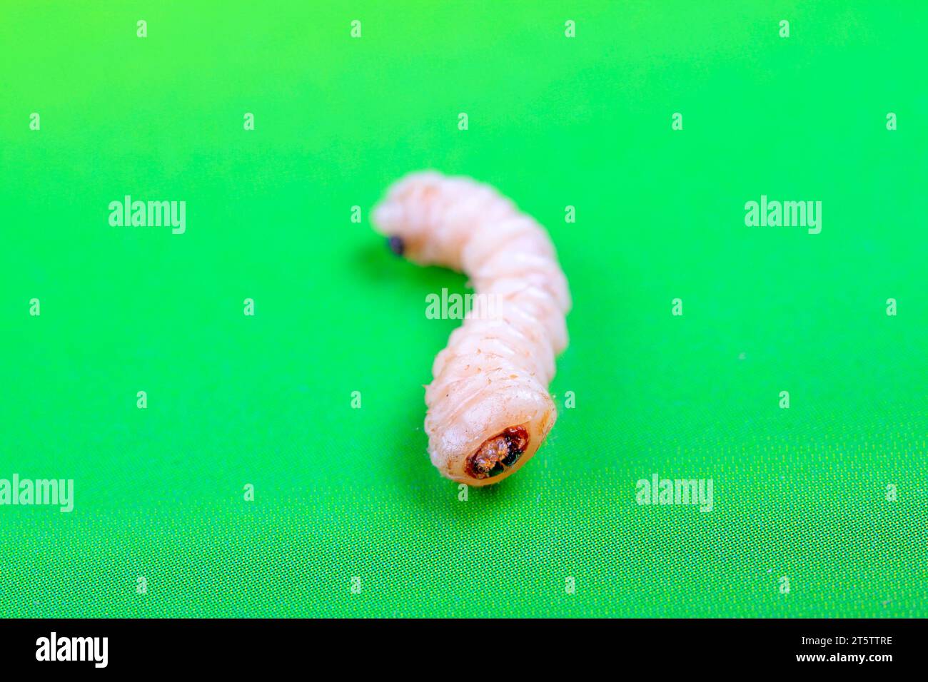 Monochamus alternatus hires stock photography and images Alamy