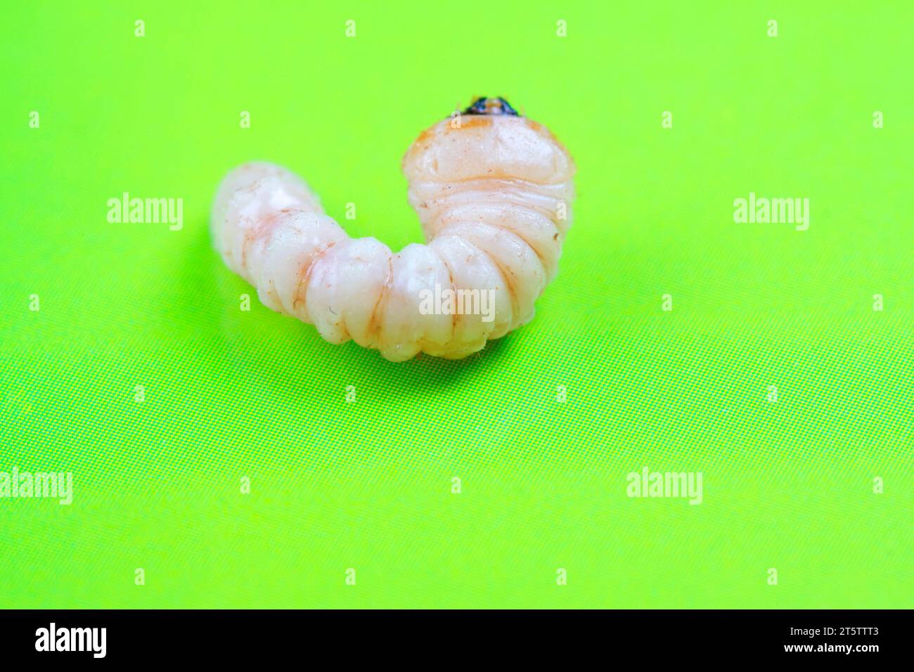 Monochamus alternatus larvae, closeup of photo Stock Photo - Alamy