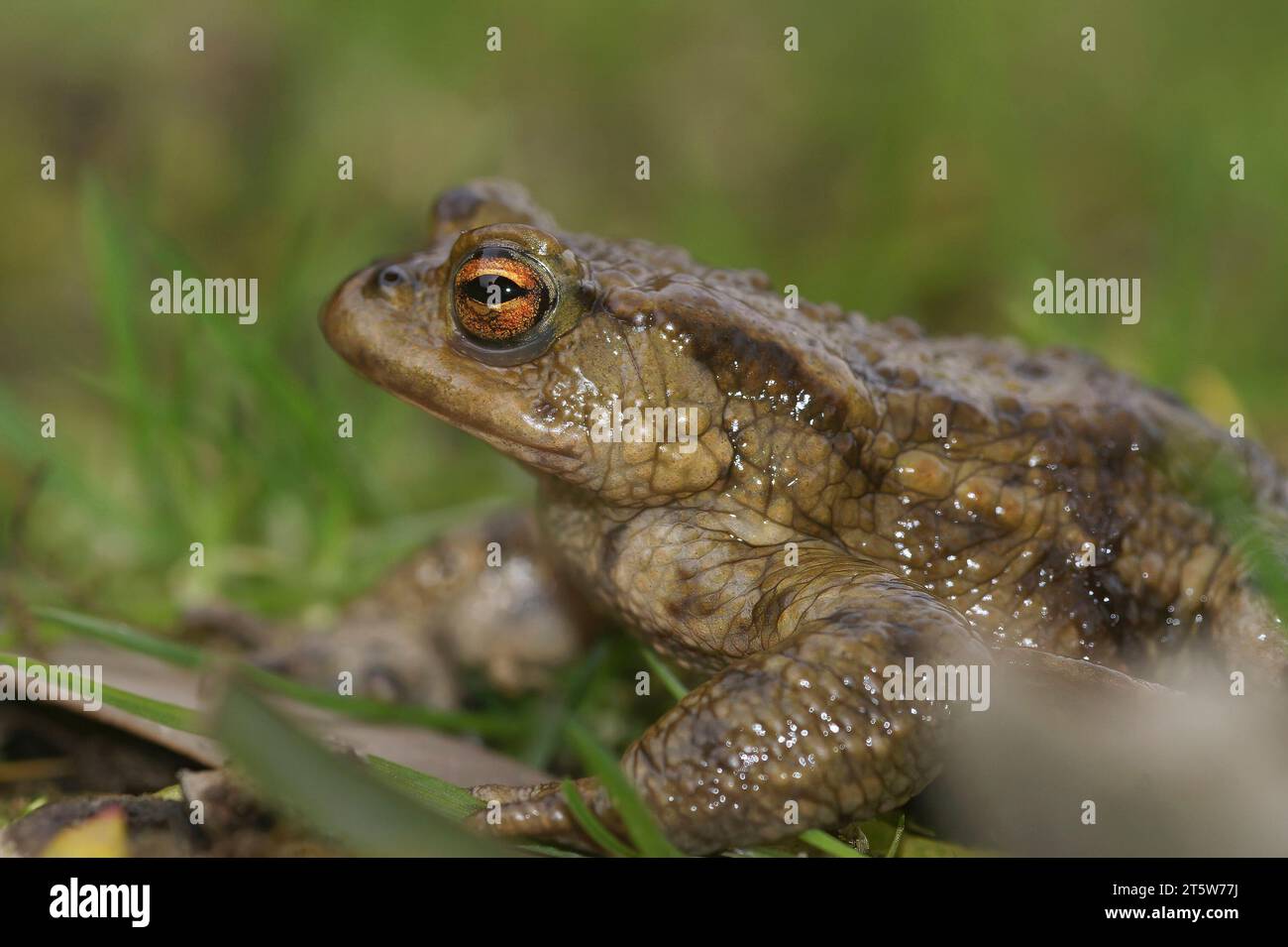 Natural closeup on a male Common Europeean toad , Bufo bufo sitting in the grass Stock Photo