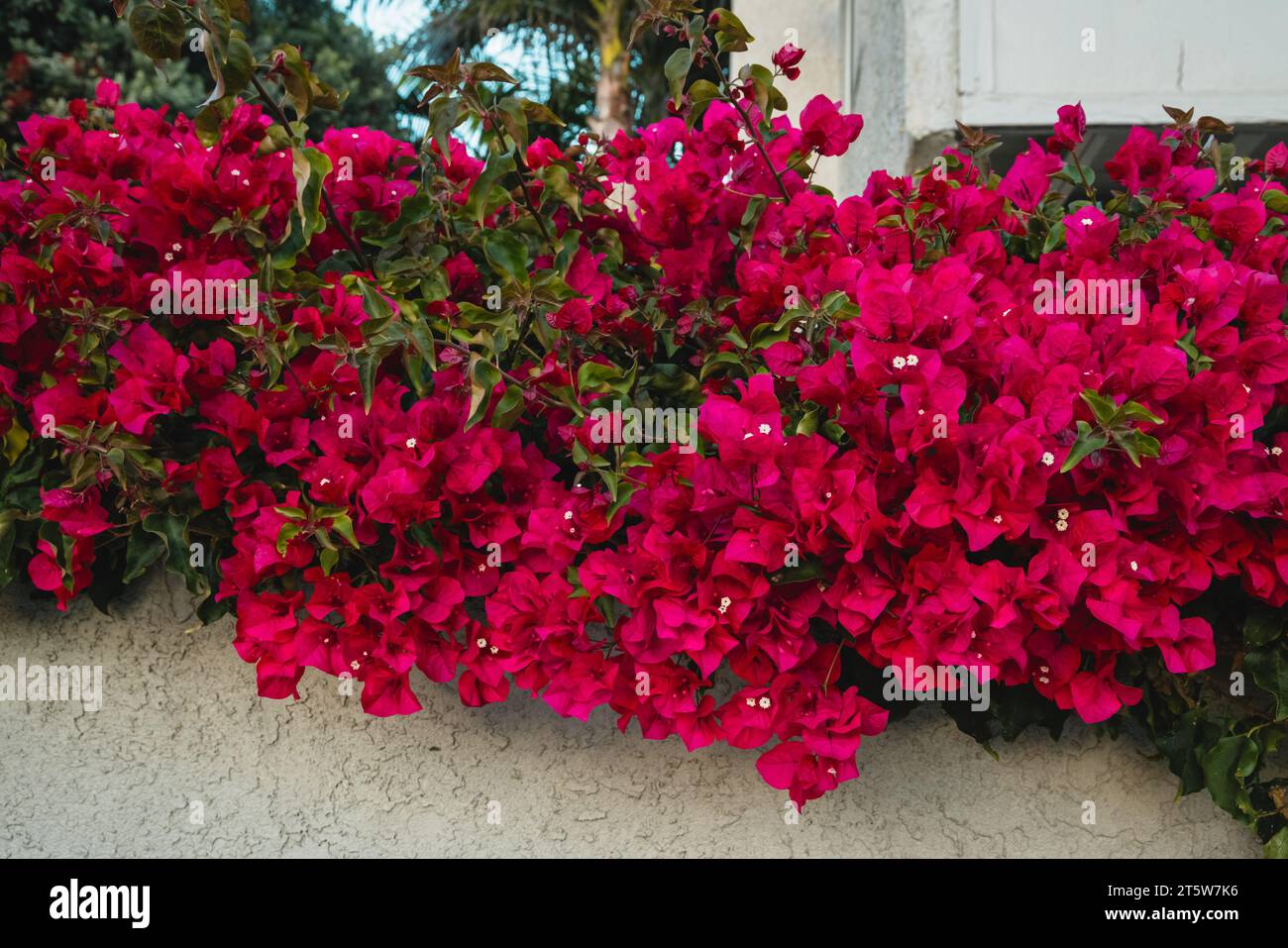 Bougainvillea vines cascade down a house wall. Colorful ornamental vines in full bloom close-up Stock Photo