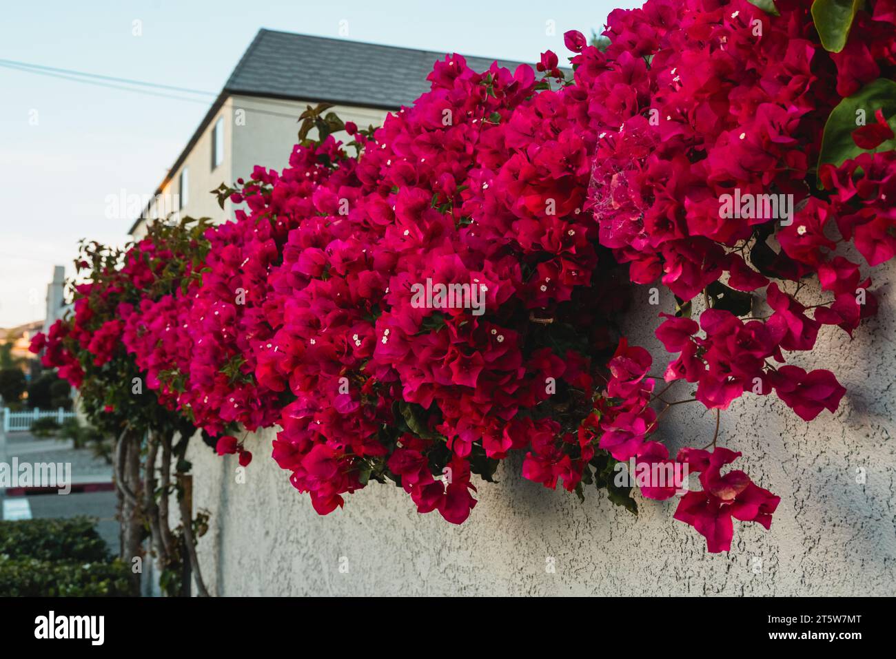 Bougainvillea vines cascade down a house wall. Colorful ornamental vines in full bloom close-up Stock Photo
