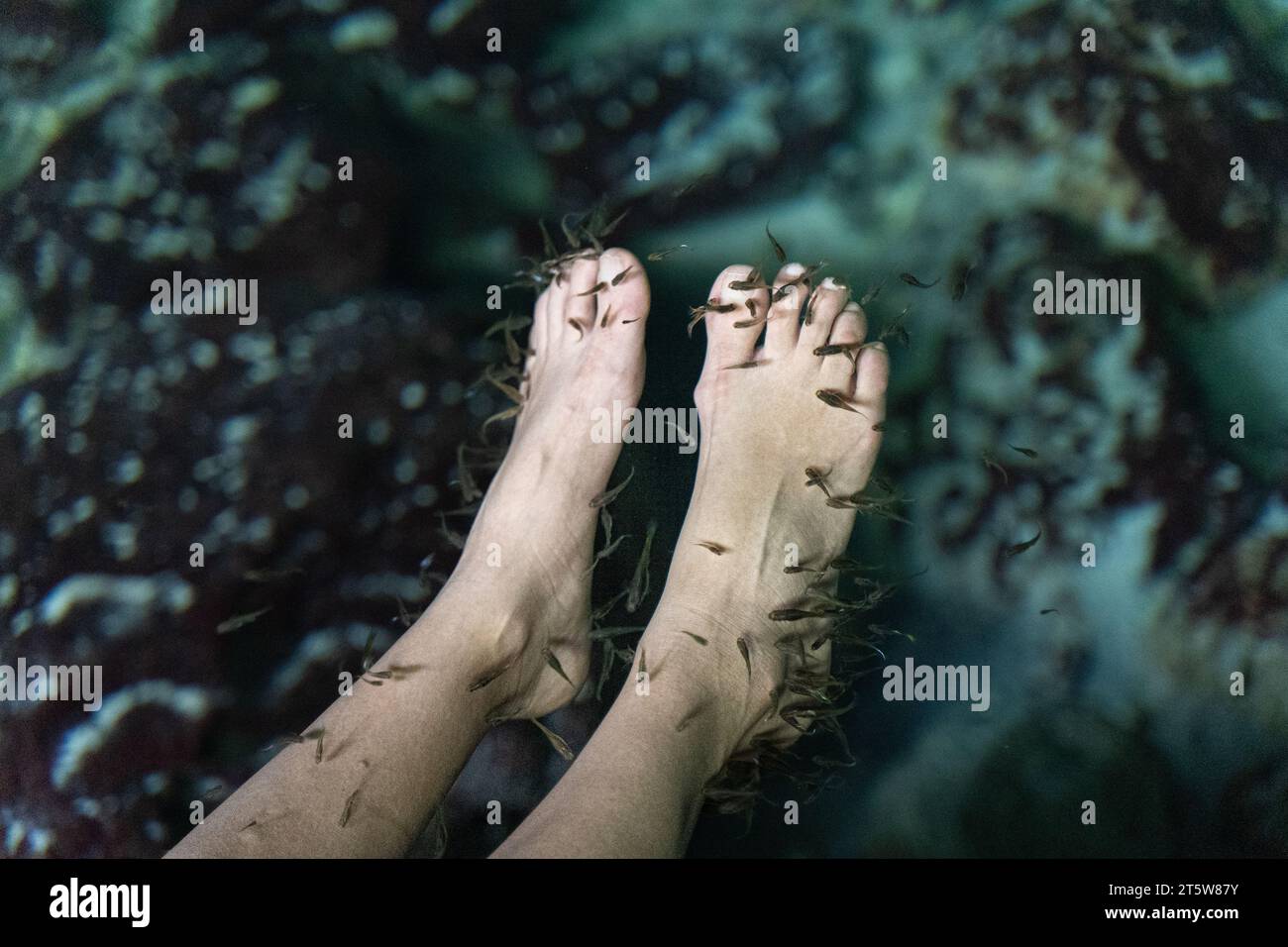 Feet in fish tank hires stock photography and images Alamy