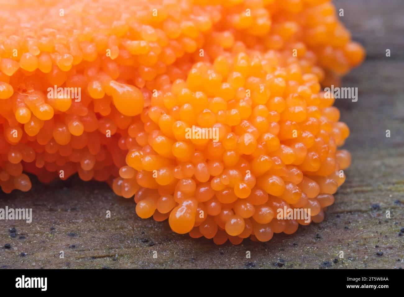 Red raspberry slime mold Tubifera ferruginosa on an old tree trunk in the forest. Rare orange mushroom close-up Stock Photo