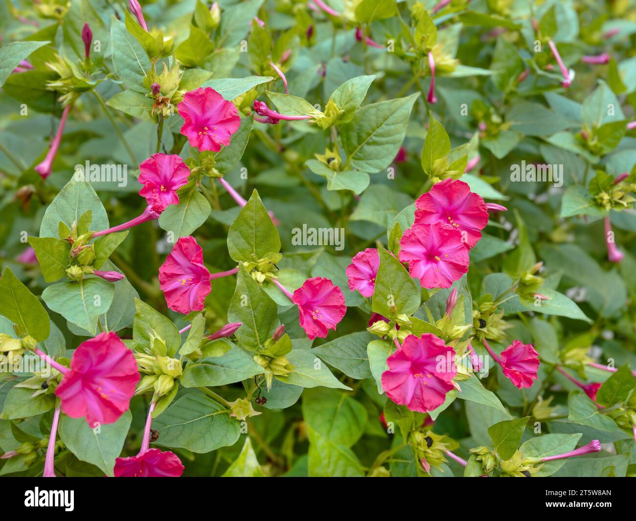 Flowering pink of Four o'clock flower or Marvel of Peru or Mirabilis jalapa (in Latin). Summertime, August, saturated colors, close-up Stock Photo