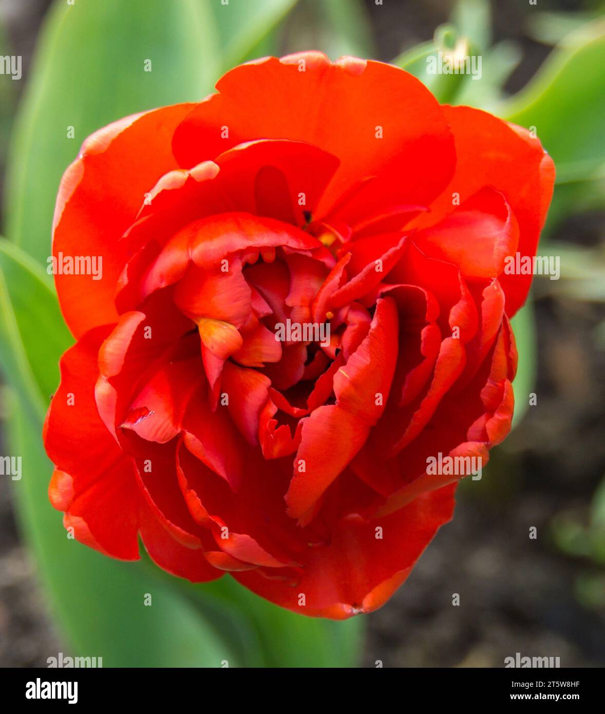 Wonderful tulip flowers blooming in the spring garden. Stock Photo