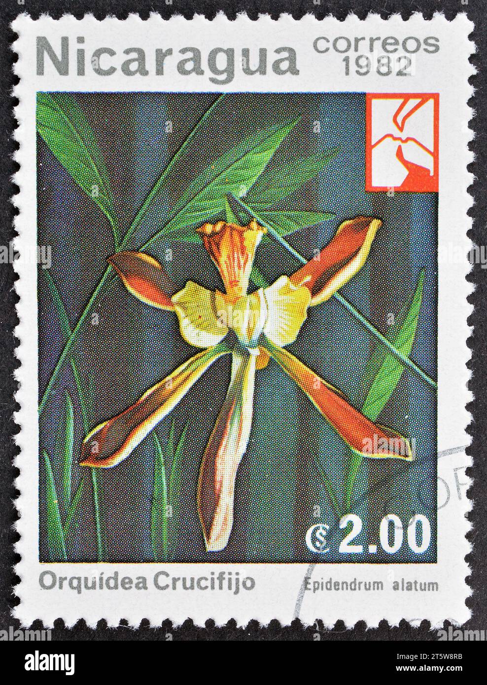 Cancelled postage stamp printed by Nicaragua, that shows Crucifijo or Winged Epidendrum (Epidendrum alatum), circa 1982. Stock Photo