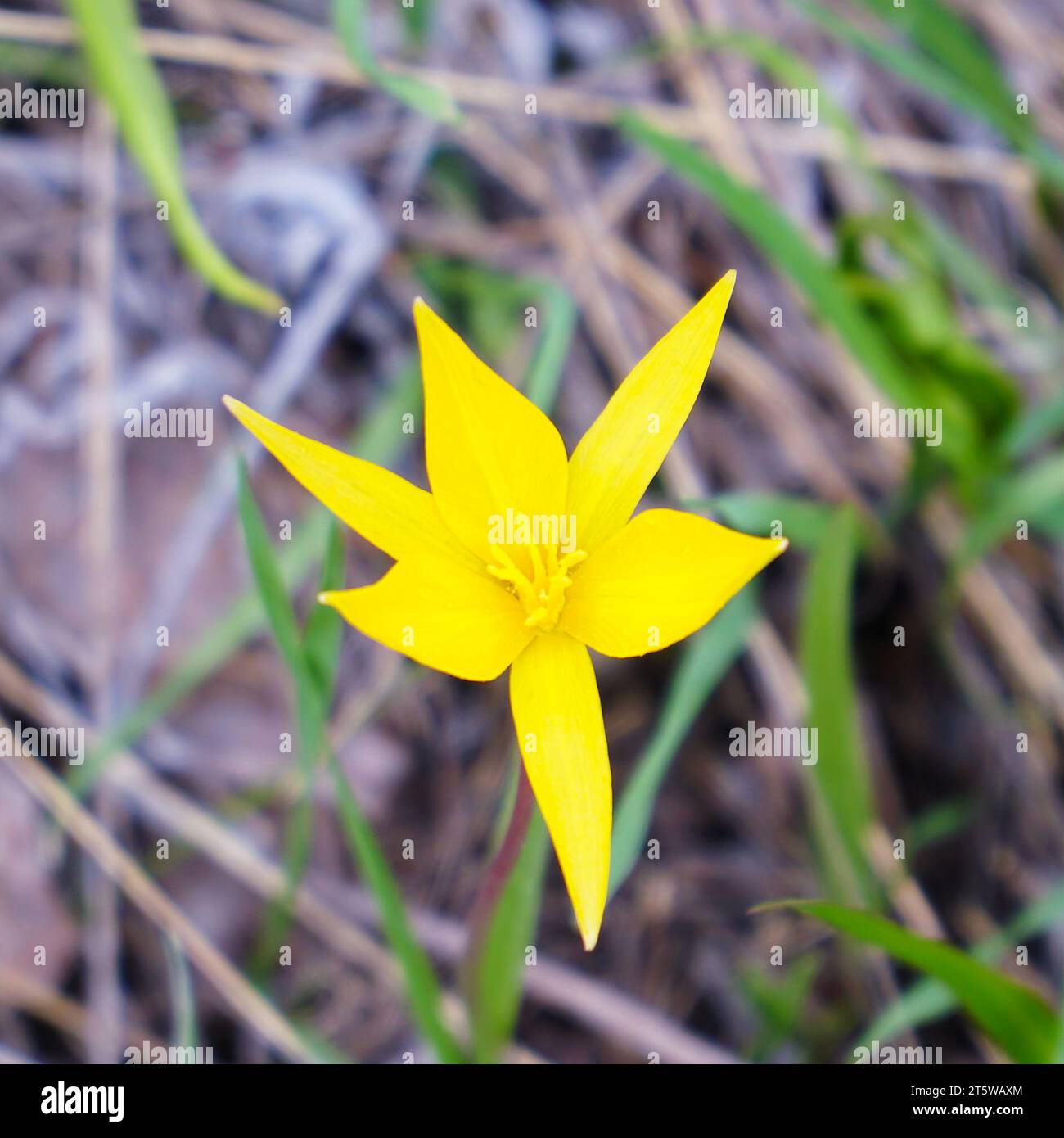 A yellow wild tulip in a green clearing Stock Photo