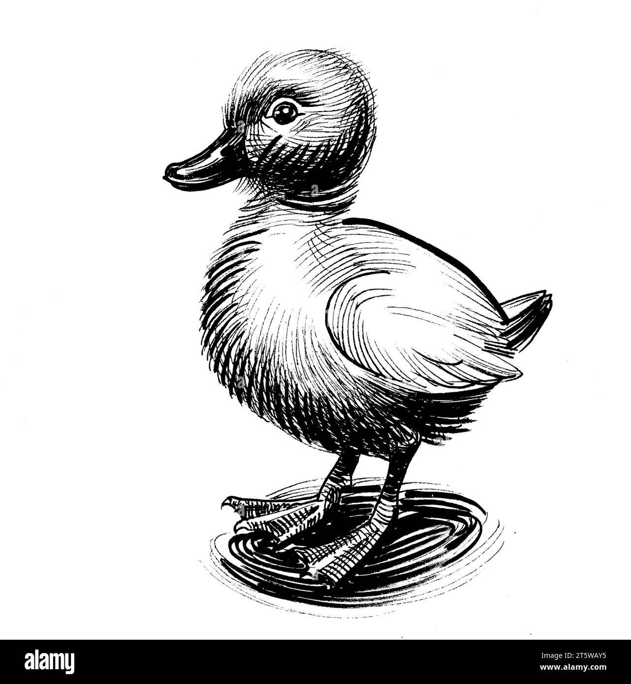Baby duck bird. Handdrawn retro styled ink black and white