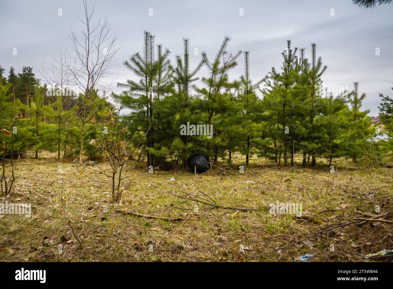 Garbage on the ground in pine forest Stock Photo - Alamy