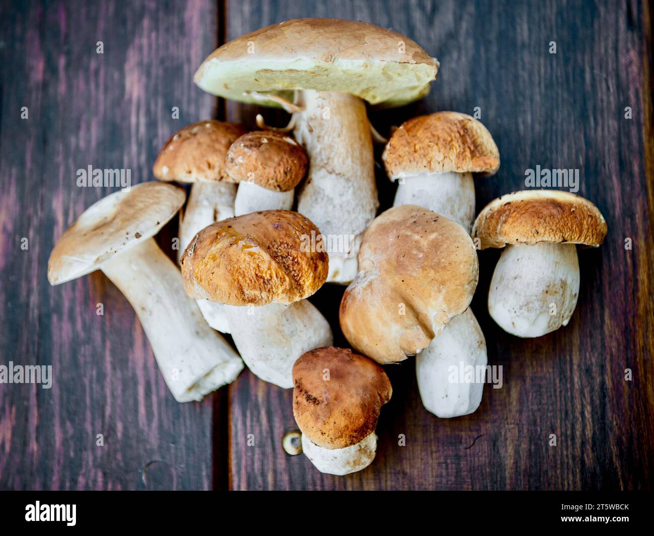 https://c8.alamy.com/comp/2T5WBCK/boletus-mushrooms-collected-in-the-forest-on-a-wooden-table-poland-2T5WBCK.jpg