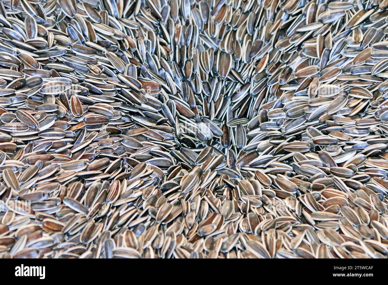 Sunflower seeds, closeup of photo Stock Photo