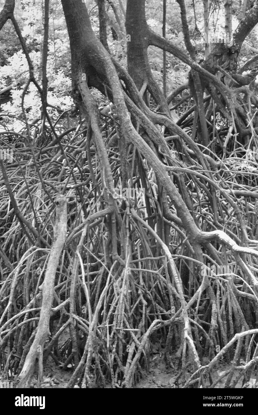 infrared image of the bushy mangrove forest Stock Photo - Alamy