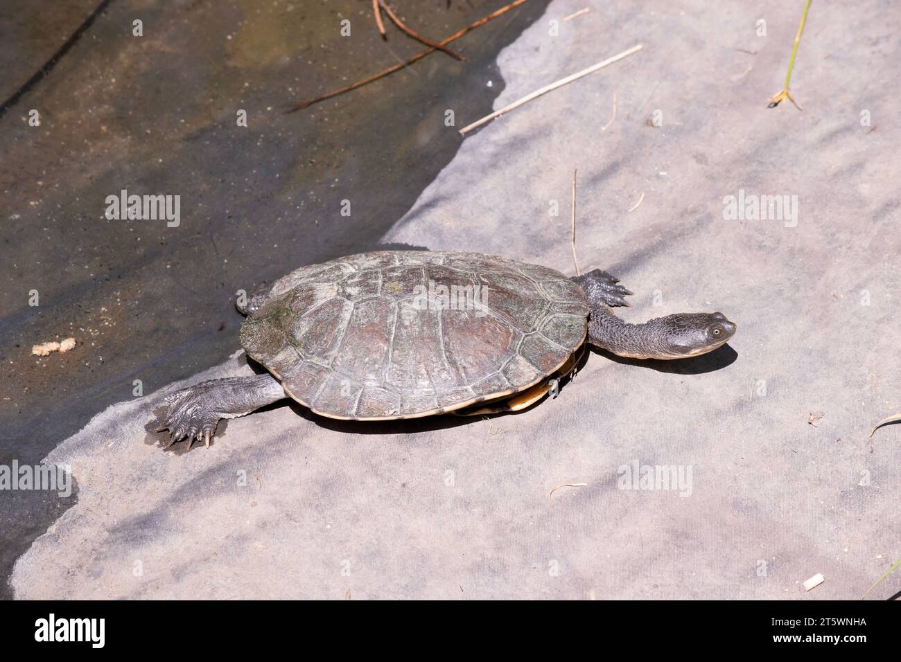 The lower shell or plastron is usually creamy-yellow, sometimes with other dark brown markings. The feet have strong claws and are webbed for swimming Stock Photo