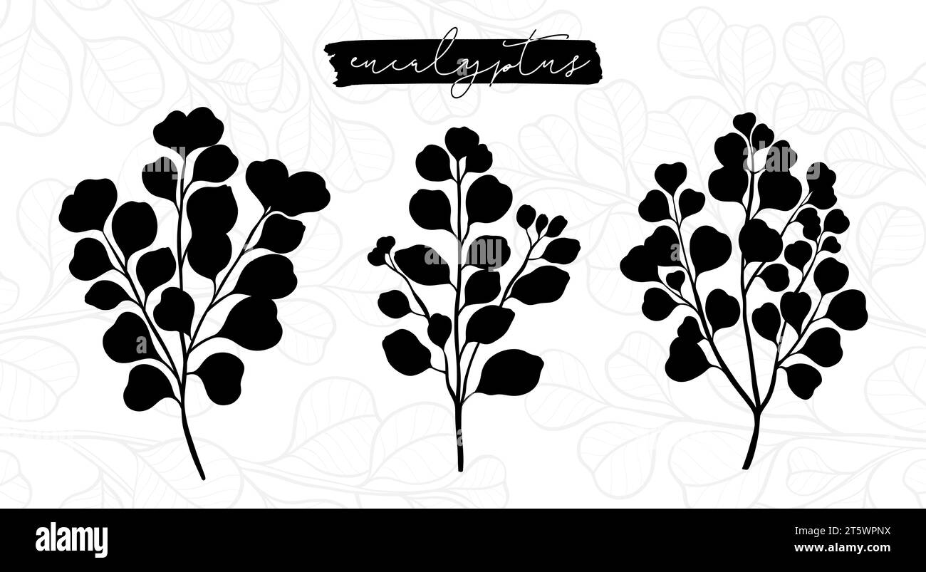 Eucalyptus plant branch isolated on a white background. Botanical