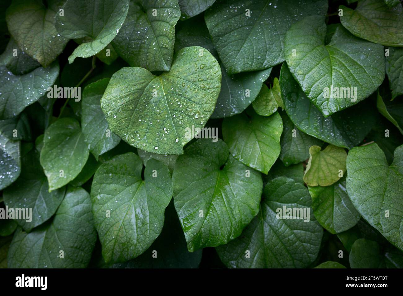 Green leaves with drops of rain, natural background Stock Photo