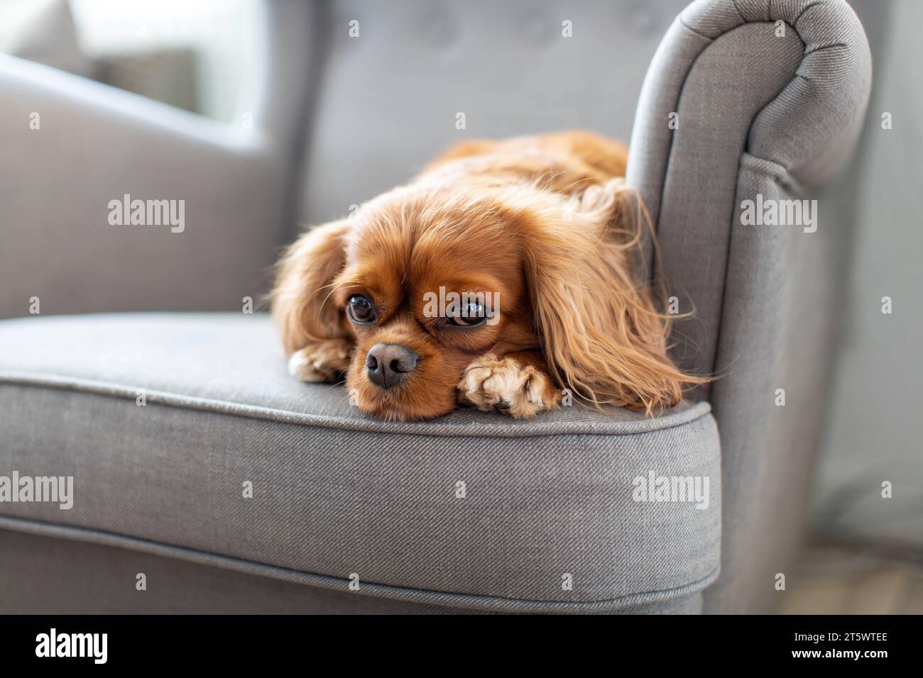 Cute dog napping on the armchair Stock Photo