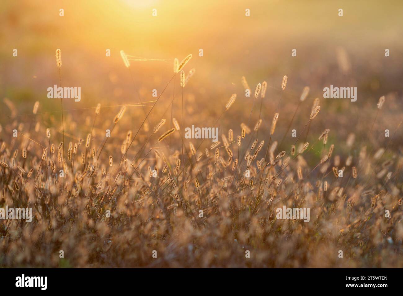 Autumnal meadow in sunset light Stock Photo