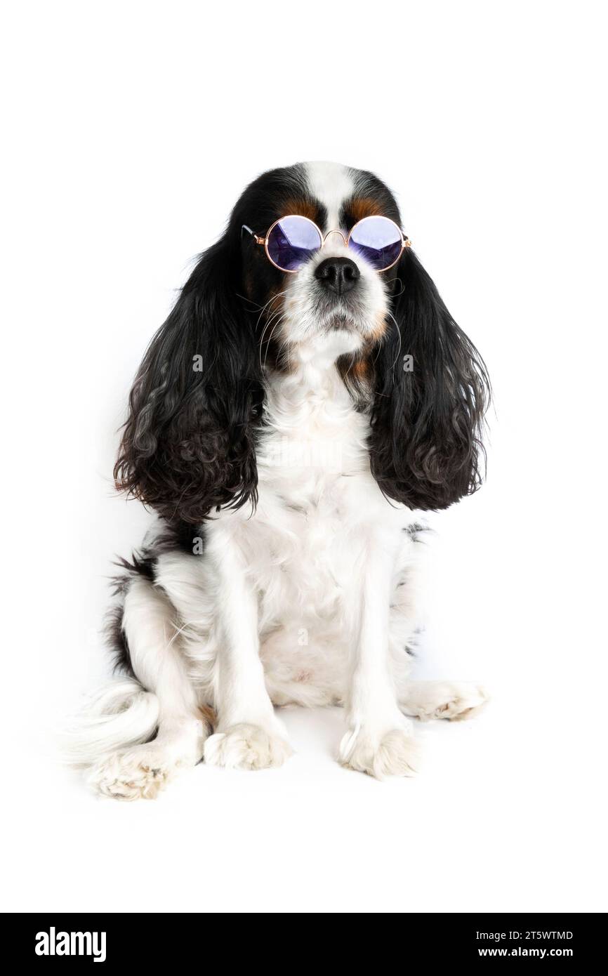 Portrait of funny dog in purple sunglasses on white background Stock Photo