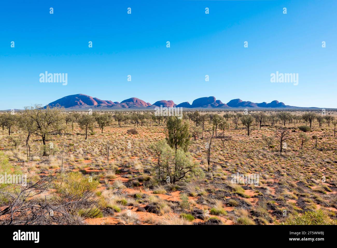 Looking over Desert Oak trees to Kata Tjuta (the Olgas) from the sunrise viewing area in Uluru-Kata Tjuta National Park, Northern Territory, Australia Stock Photo