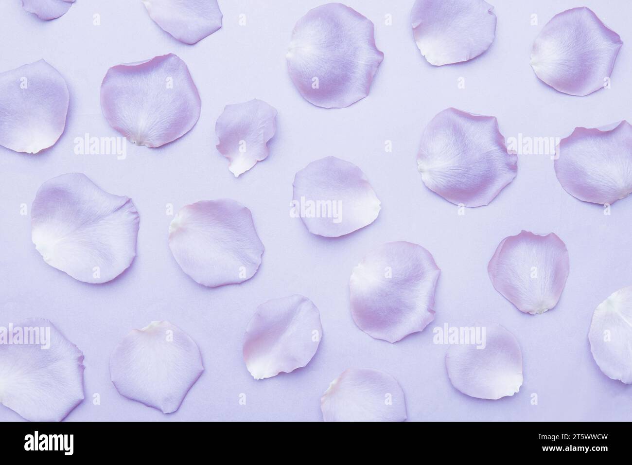 Rose flower petals on a purple, pastel background Stock Photo