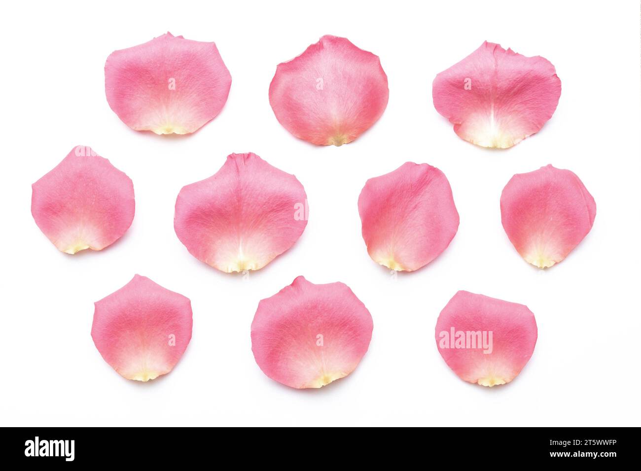Rose flower petals isolated on white background Stock Photo