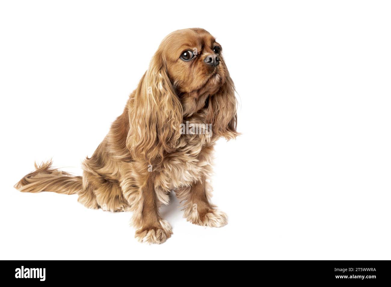 Cute sitting cavalier spaniel isolated on white background Stock Photo