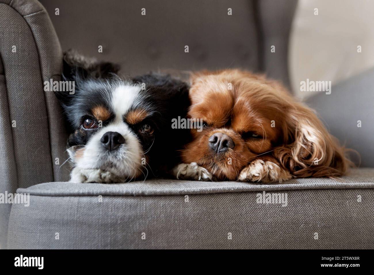 Two dogs sleeping together on armchair Stock Photo - Alamy