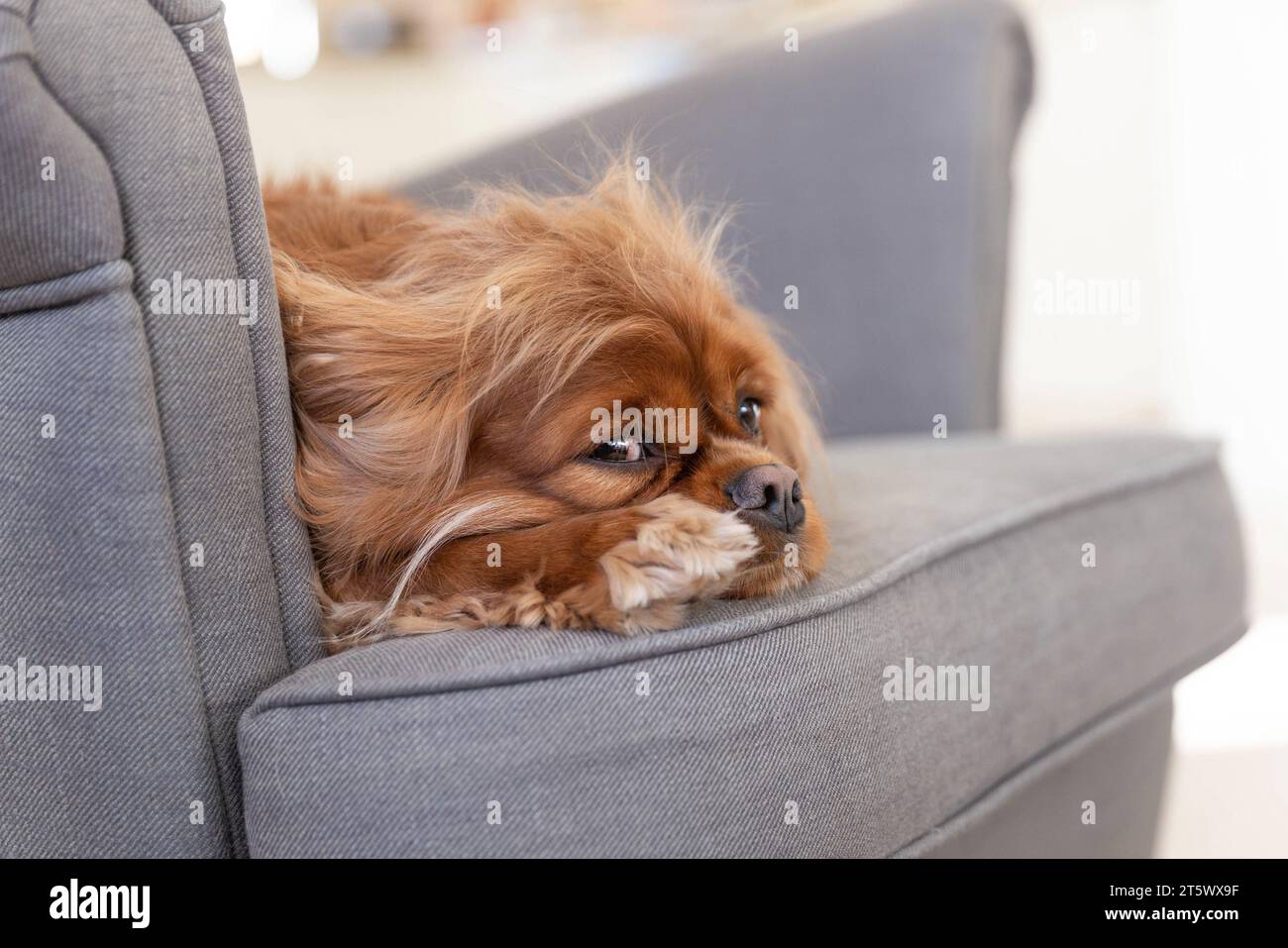 Cute dog resting on comfy armchair Stock Photo