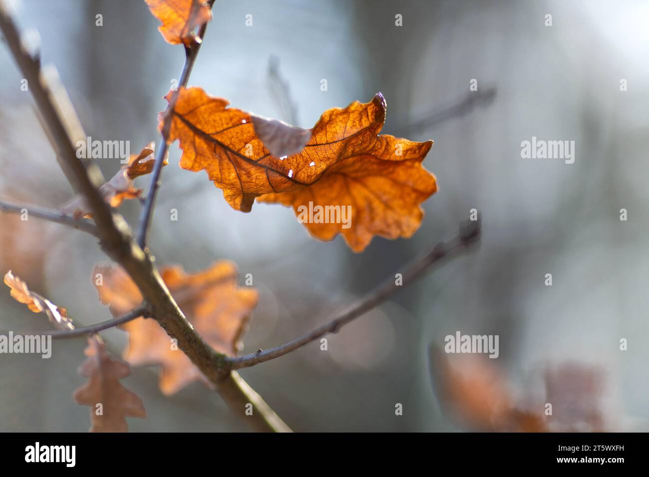 Branch oak tree dry hi-res stock photography and images - Alamy