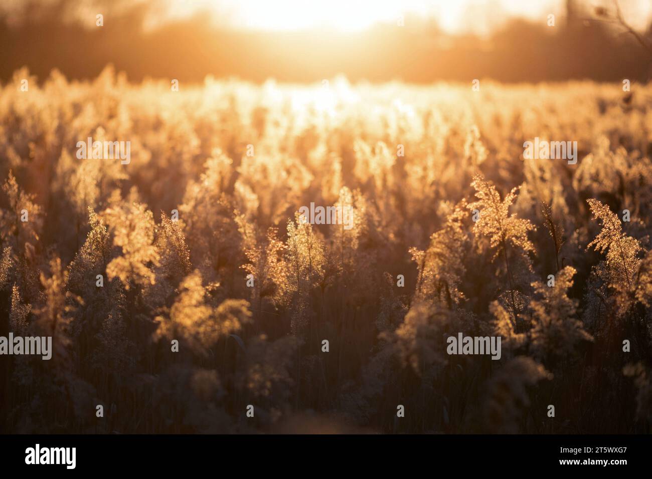 Beautiful sunset over the field of grass Stock Photo