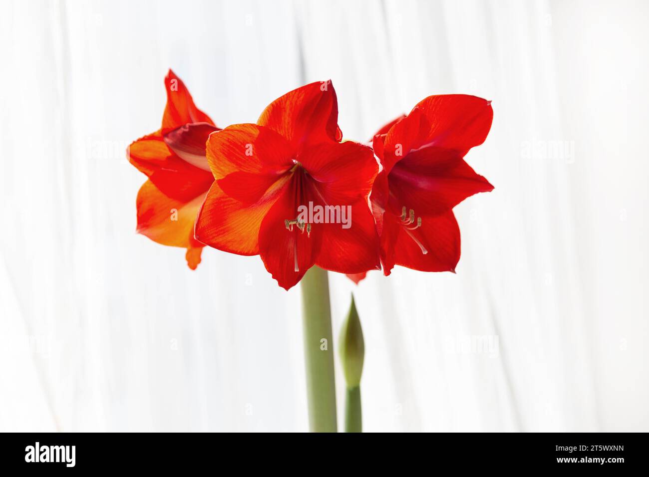 Beautiful red amaryllis flowers in bloom Stock Photo