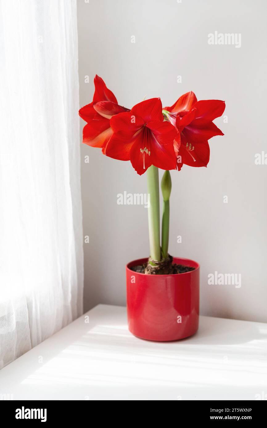 Beautiful red amaryllis flowers on table in sunny room Stock Photo