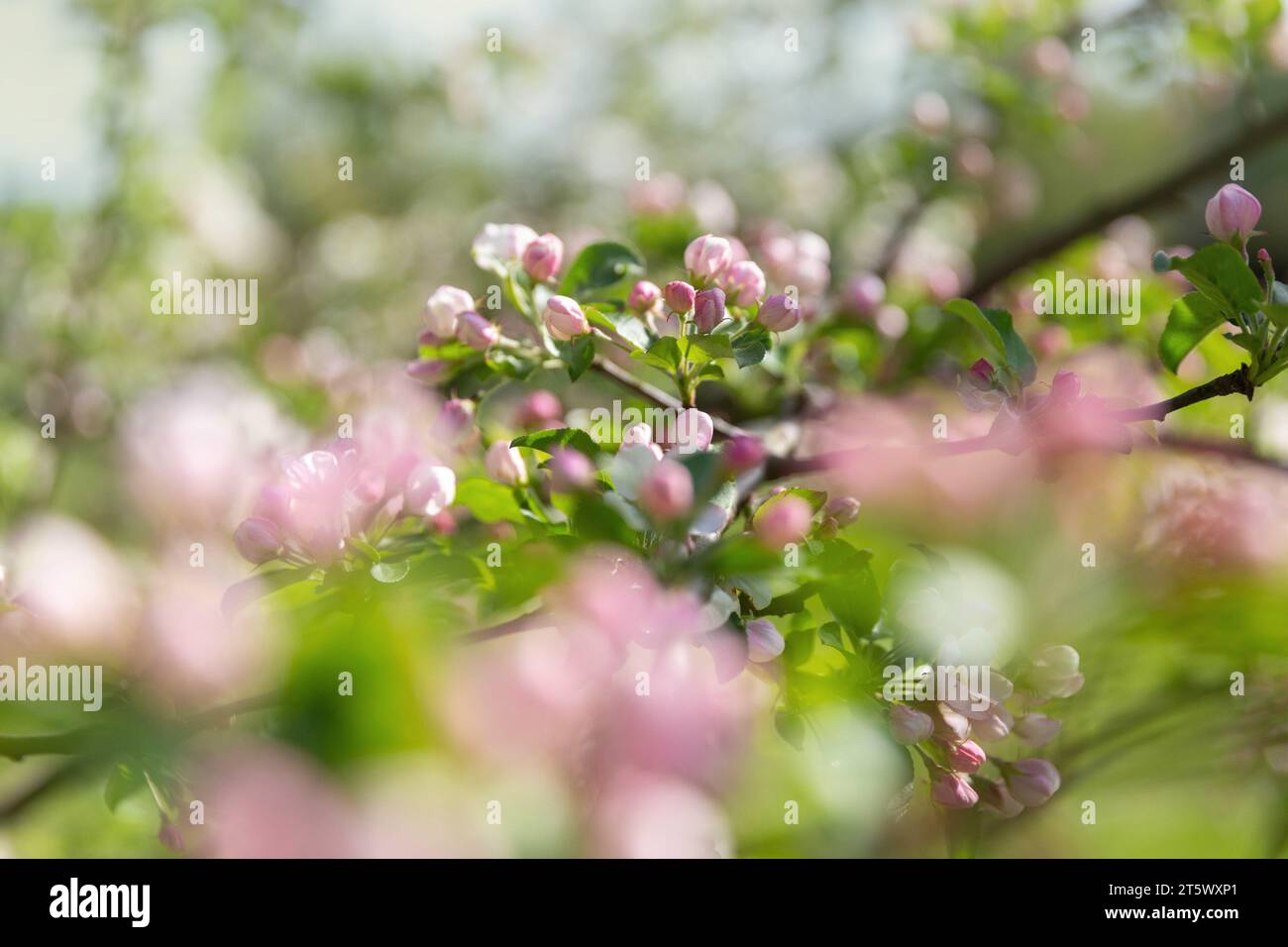 Beautiful bloomig tree during springtime Stock Photo