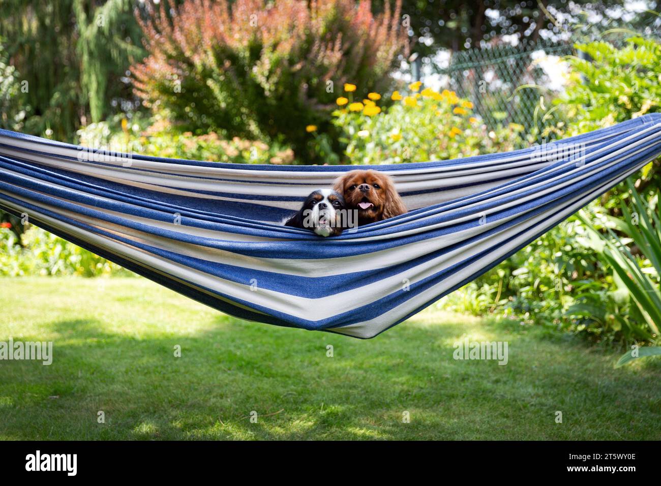 Two cute dogs relaxing in a hammock suspended in the garden Stock Photo