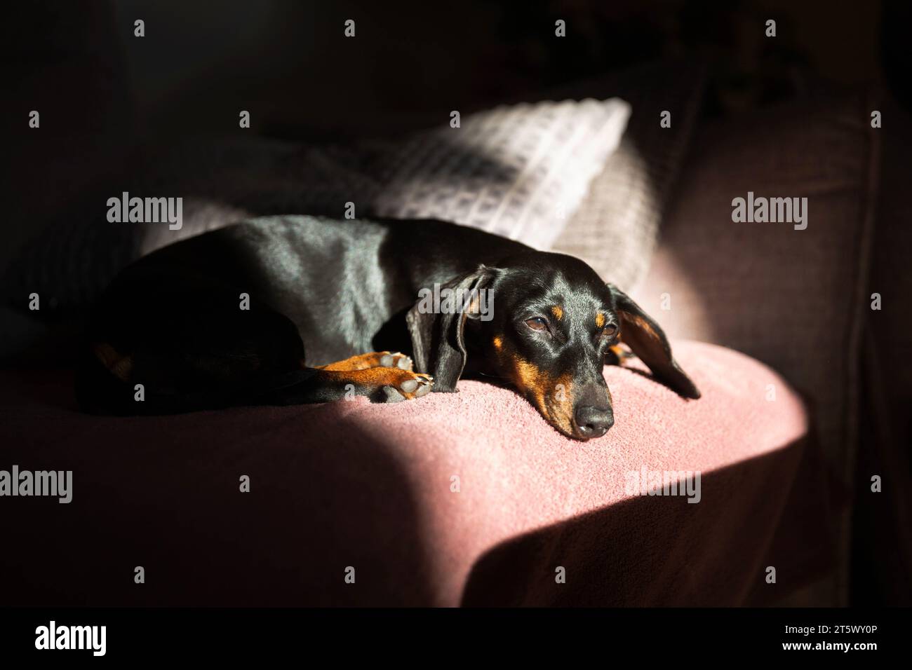 Adorable dog, dachshund napping in the sun on the sofa Stock Photo