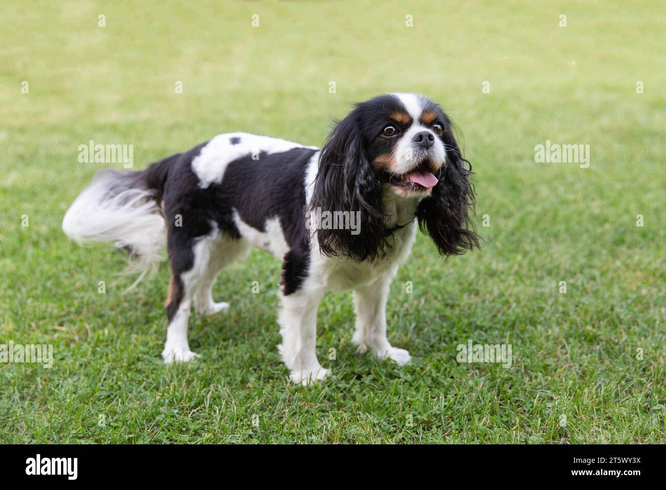 Beautiful dog, cavalier spaniel, standing on the grass Stock Photo