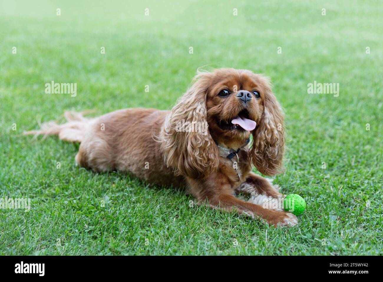 Beautiful dog, cavalier spaniel, playing with ball Stock Photo
