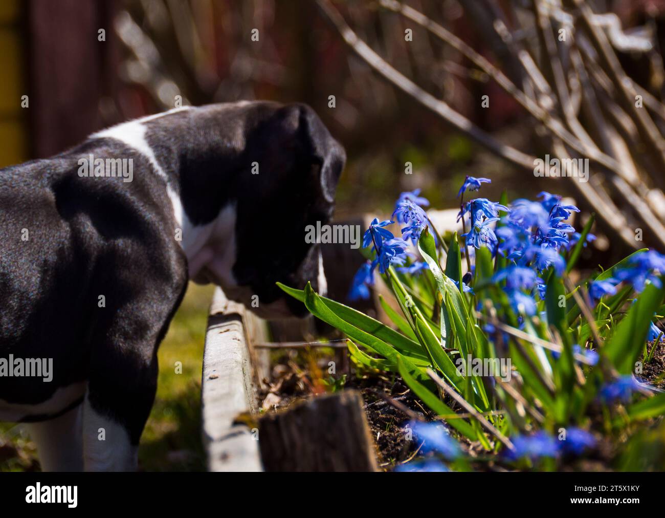 puppy in the spring Stock Photo